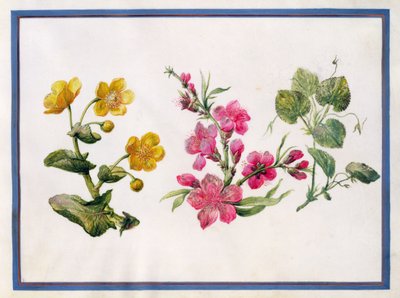 Moerasgoudsbloem, Japonica, Viooltje door Claude Aubriet